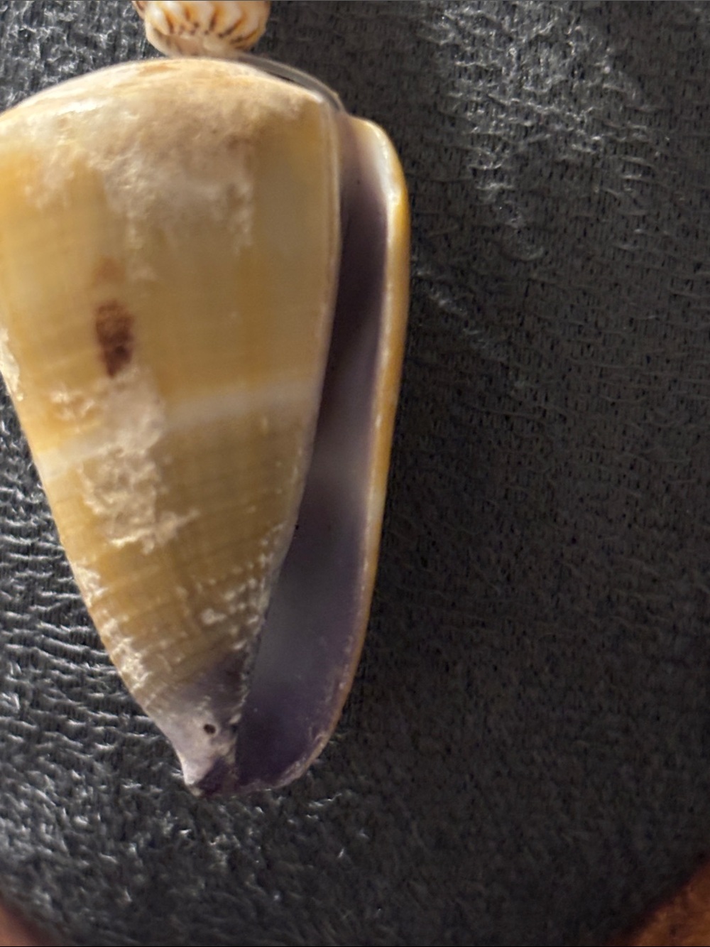 Natural Hawaiian Lei Style Conch Cowrie Cone Shell Pendant Necklace Cream Tan - Picture 3 of 16